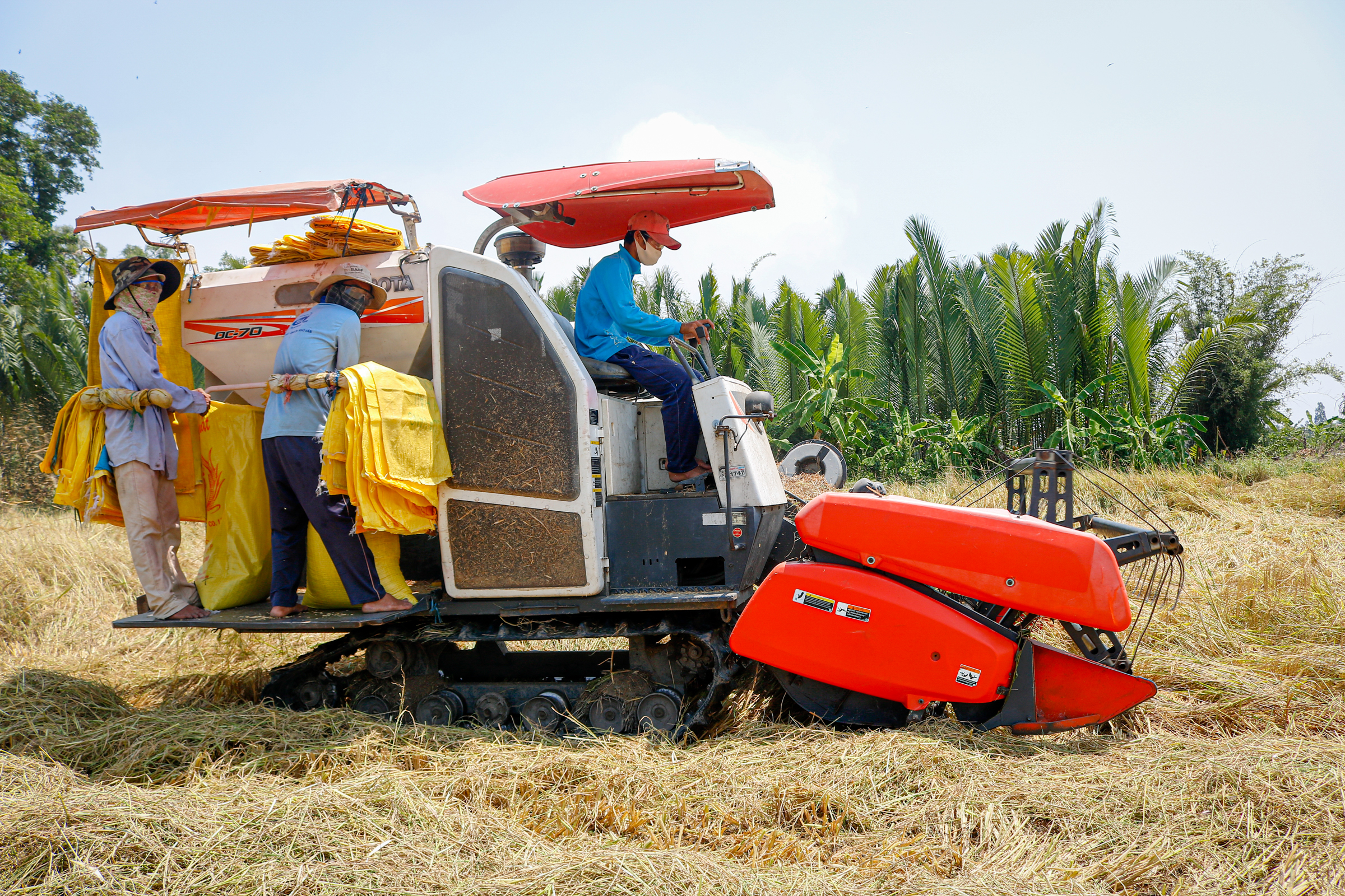 Nông dân thị xã Ngã Năm (Sóc Trăng) thu hoạch lúa vụ Đông Xuân. Ảnh: Nguyệt Nhi