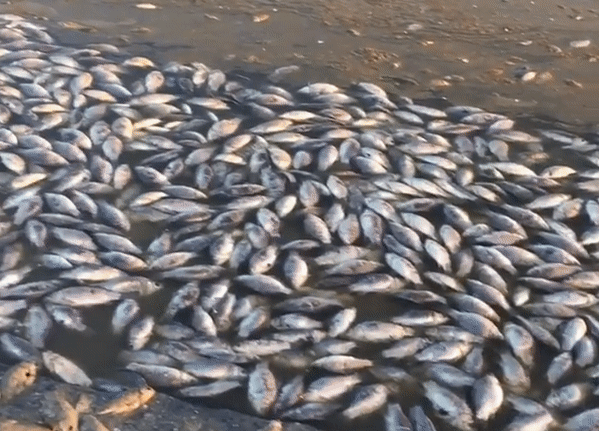 Hàng nghìn con cá chết ở miền nam nước Nga. Ảnh: RT/IGTV