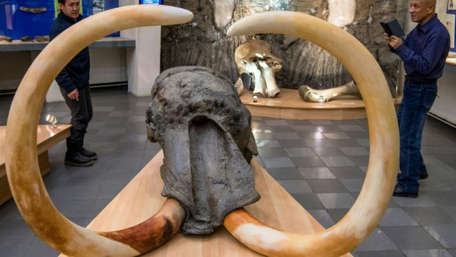 Đầu voi ma mút được tìm thấy trong lớp băng vĩnh cữu tan chảy tại vùng Yakutsk ở Nga /// AFP