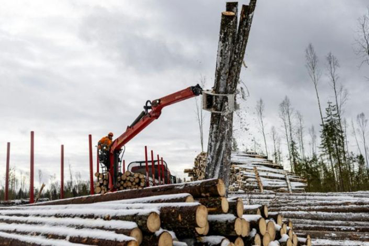 Nga đầu tư nhiều hơn vào ngành khai thác gỗ. Ảnh: AFP