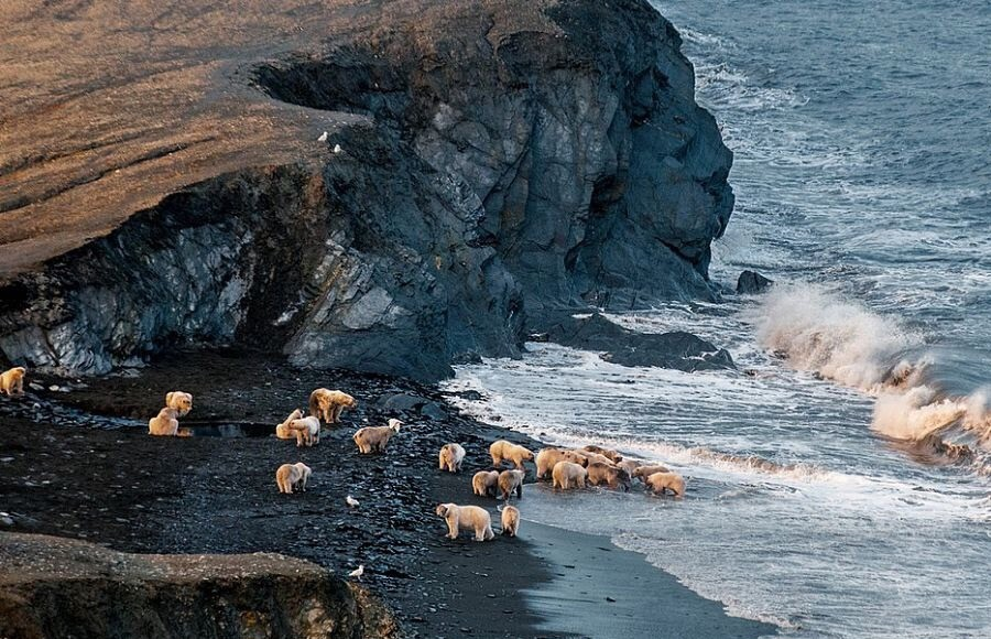 Gấu trong khu bảo tồn thiên nhiên đảo Vrangel ở Chukotka