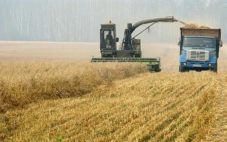 Một cánh đồng lúa mì ở phía Nam thủ đô Moskva, Nga. Ảnh: Telegraph.