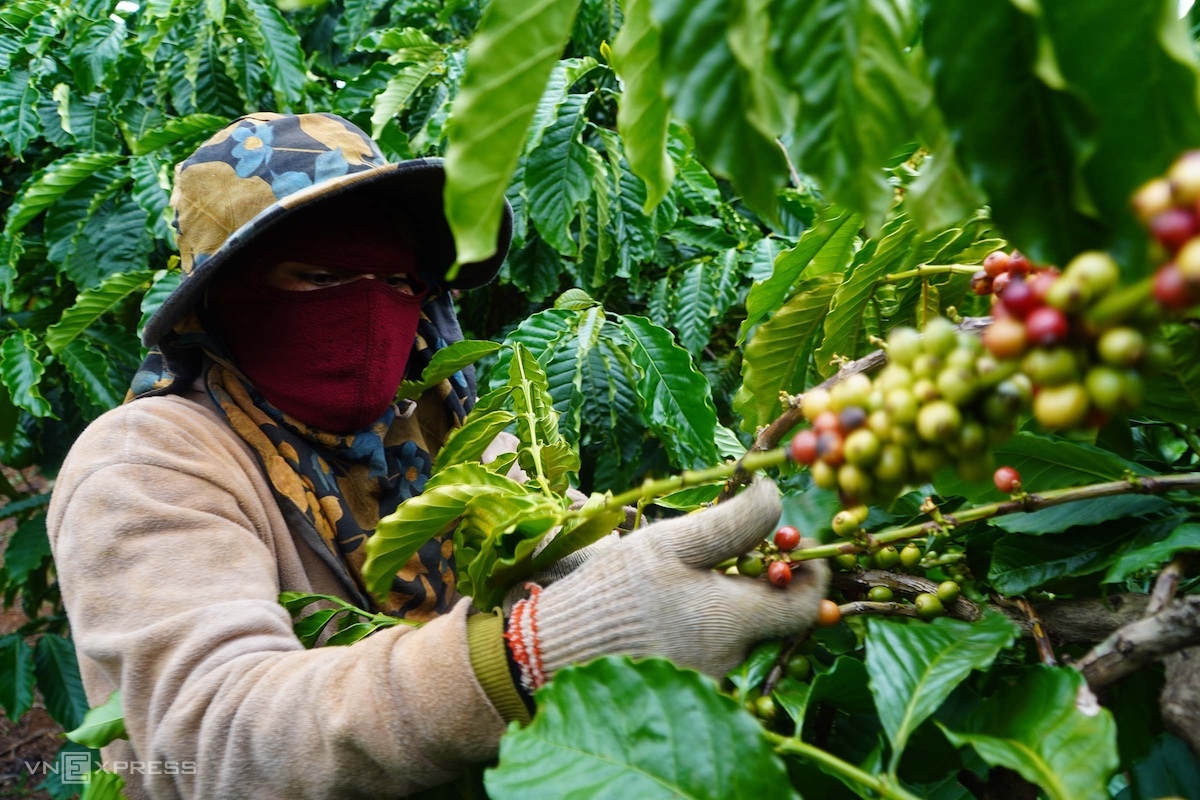 Nông dân Gia Lai thu hoạch cà phê, tháng 11/2021. Ảnh: Đức Hoà
