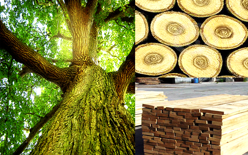 Việt Nam nhập từ Nga các loại gỗ như thông, sồi, bạch dương