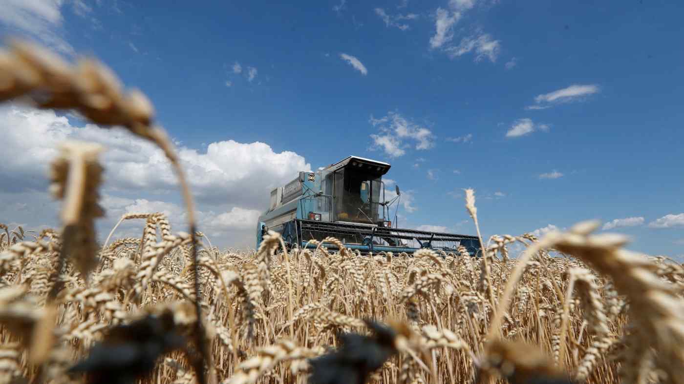 Một cánh đồng lúa mì gần thủ đô Kyiv của Ukraine. Các tập đoàn mua bán nông sản Đông Nam Á đang chịu thiệt hại khi giá lúa mì và dầu thực vật tăng vọt do tác động của cuộc chiến Nga – Ukraine. Ảnh: Reuters