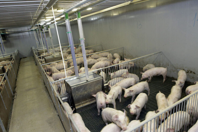 Một trang trại lợn ở Nga. Trong quý đầu tiên của năm 2022, sản lượng ngành chăn nuôi lợn của Nga tăng 5,8%, tương đương 67.500 tấn so với cùng kỳ năm ngoái.  Ảnh: Henk Riswick