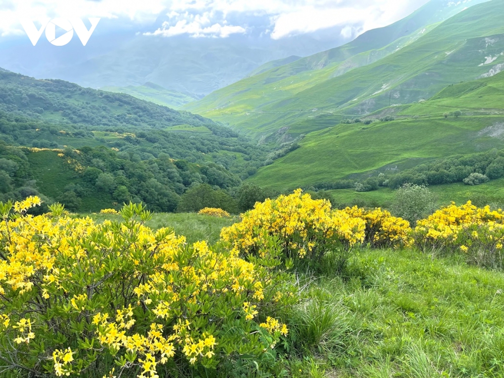 Những sườn đồi đầy hoa rực rỡ và thơm nhẹ ở bắc Ossetia