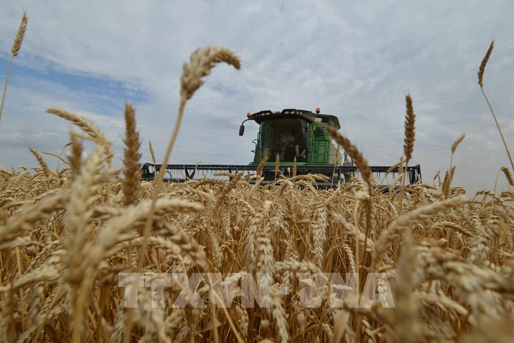 Nông dân thu hoạch lúa mì trên cánh đồng tại Stavropol, Nga. Ảnh: AFP/ TTXVN